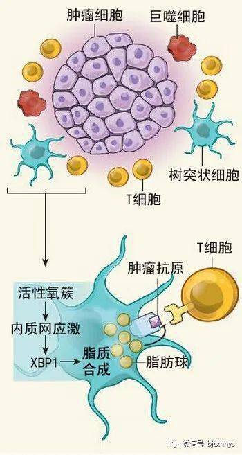 需要补硒的疾病是什么