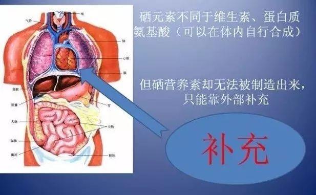 不可不补的硒元素