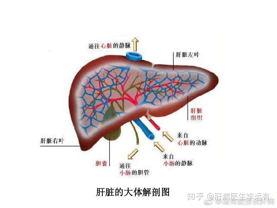 补硒会加重肝脏负担吗