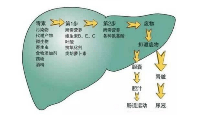 补硒会加重肝脏负担吗