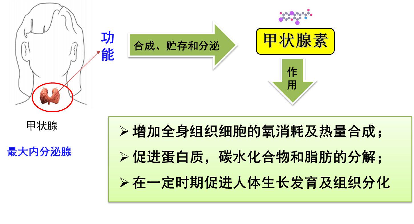 补硒会影响甲状腺嘛吗