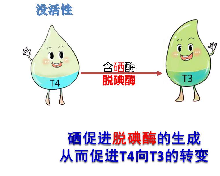 补硒会影响甲状腺嘛吗