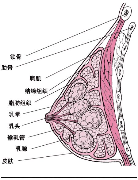 为什么补硒过后乳房痛