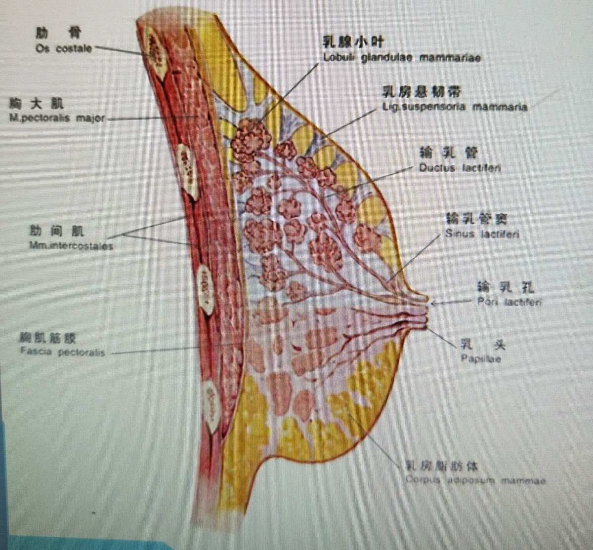 为什么补硒过后乳房痛