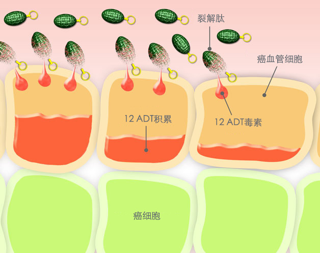 补硒会引起血压升高吗