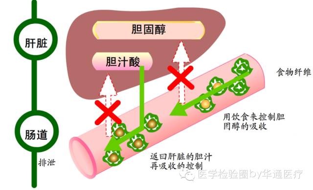 肝炎肝硬化补什么硒好