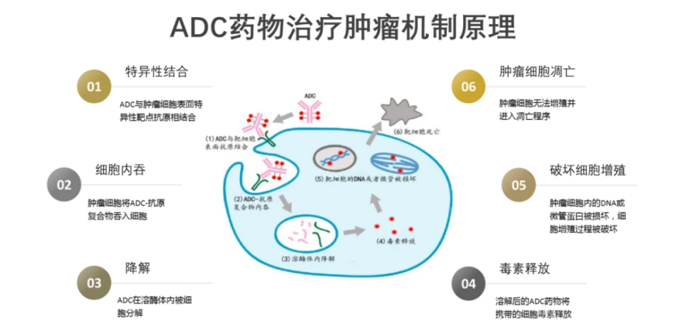 补硒对化疗药物有影响