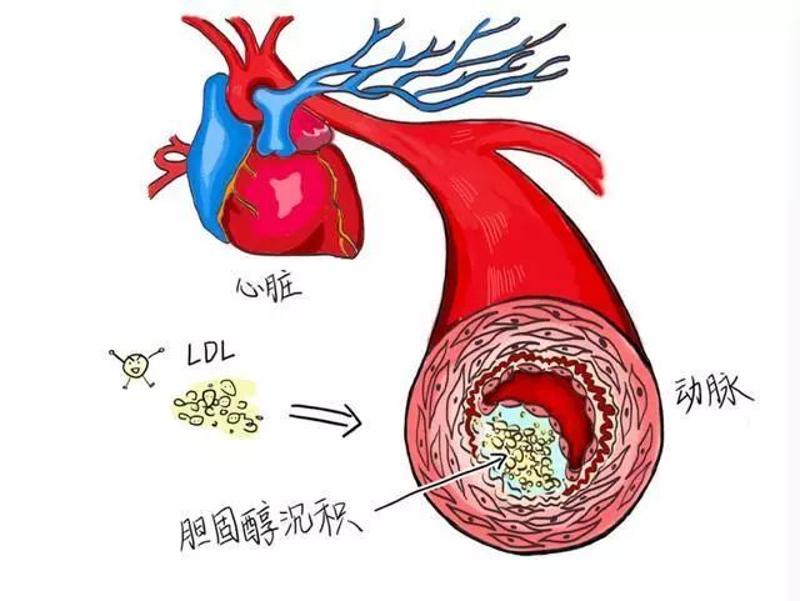 心率快可以补硒吗女性