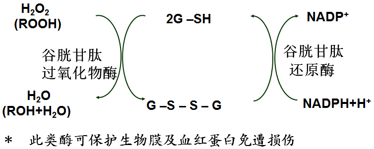 补硒能延缓面部衰老吗