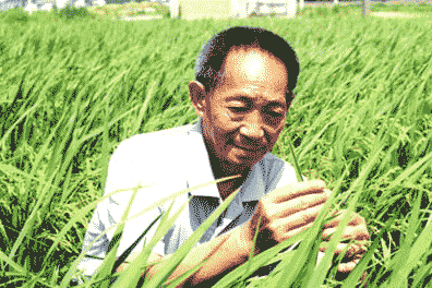 在水稻上怎样补硒增产