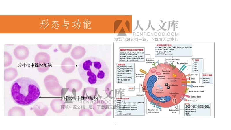 补硒影响白细胞下降吗