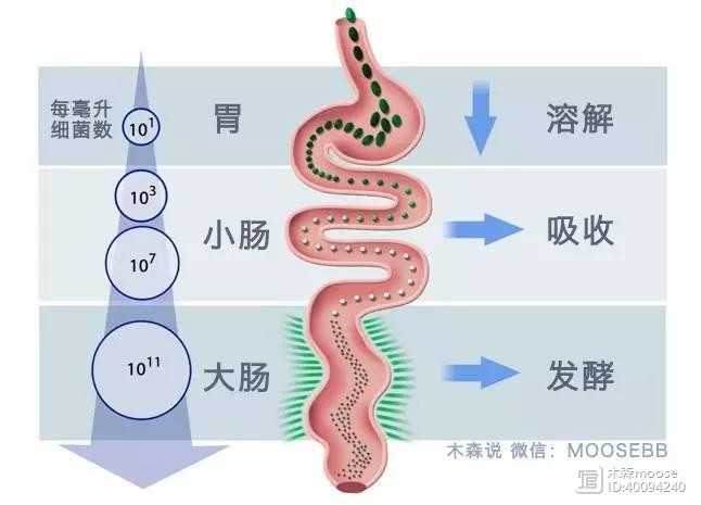 胃溃疡怎么补硒元素多