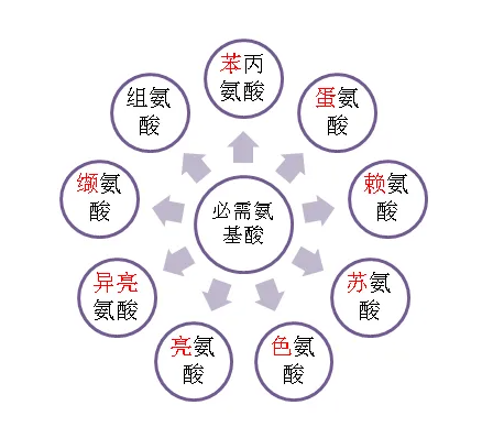 补锌和补硒的作用区别