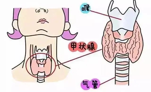 甲状腺切除后能补硒吗