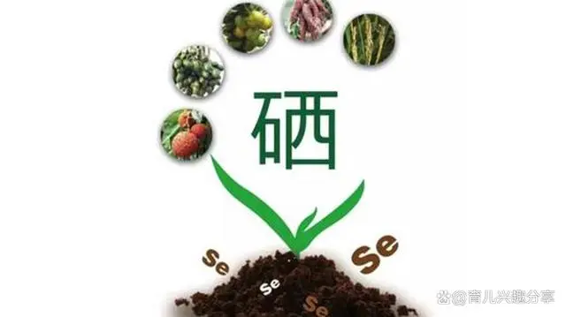 补硒的食物应该吃什么