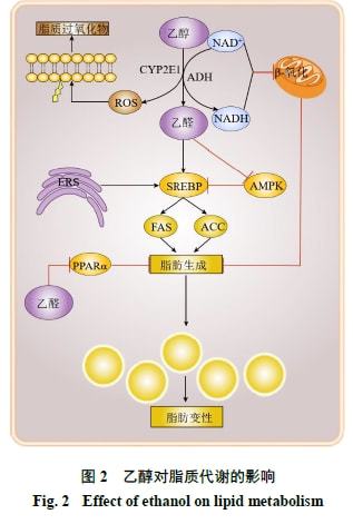 补硒对肝病有什么作用