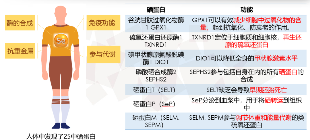 10岁每天补硒多少量