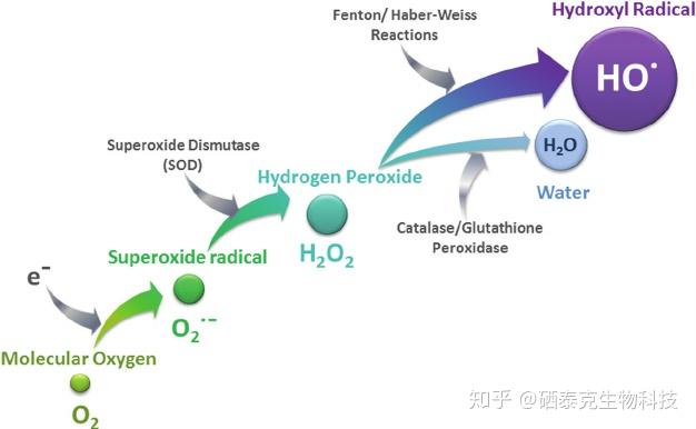 给仔猪补硒打多少含量