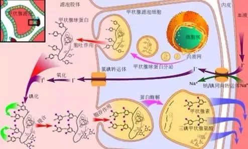 桥本甲减每天补硒多少