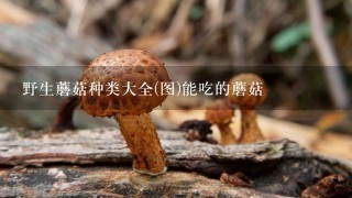 野生蘑菇种类大全(图)能吃的蘑菇