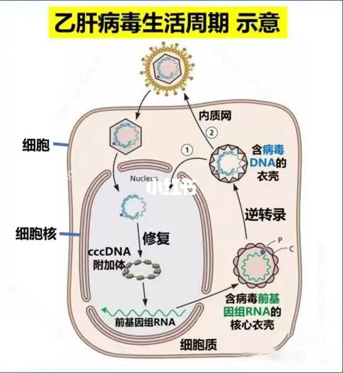 亚健康补硒症状是什么