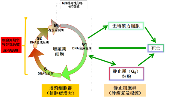 补硒可以增强淋巴细胞