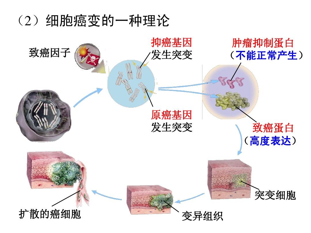 补硒可以增强淋巴细胞