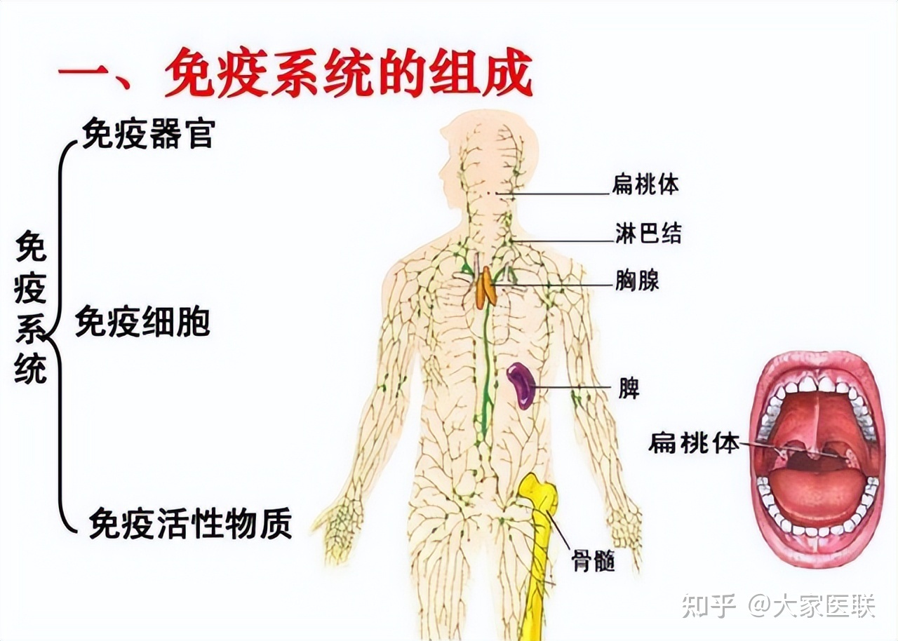 小孩补硒促进生长激素