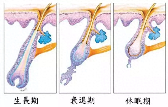 硒补多了会脱发吗女性