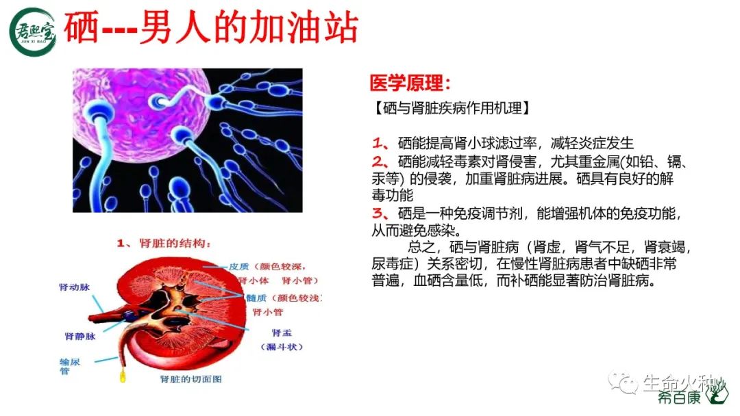 补硒多久对精子有效果