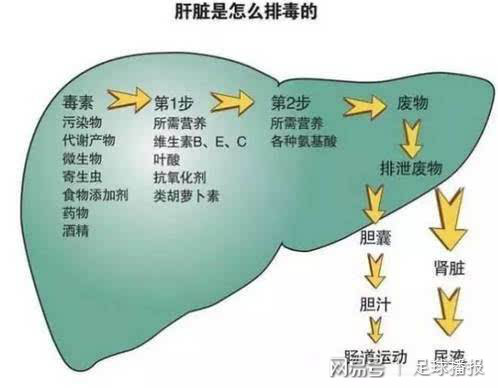 肝病患者补硒多久停止