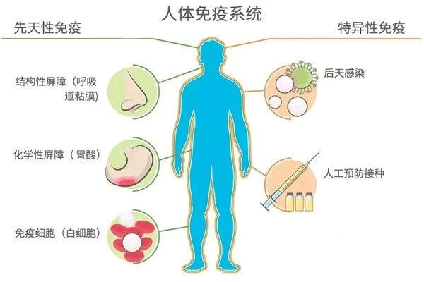 增强免疫力可以补硒吗