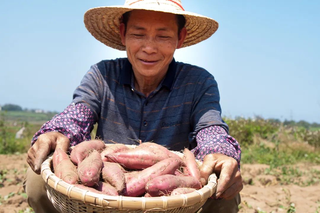 海南富硒地瓜