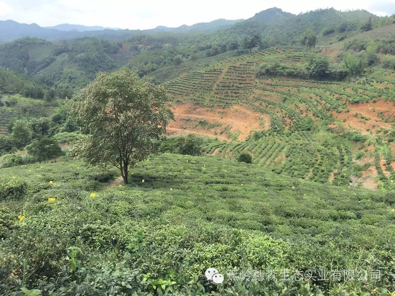 富硒茶硒含量