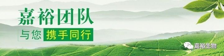 恩施富硒红茶