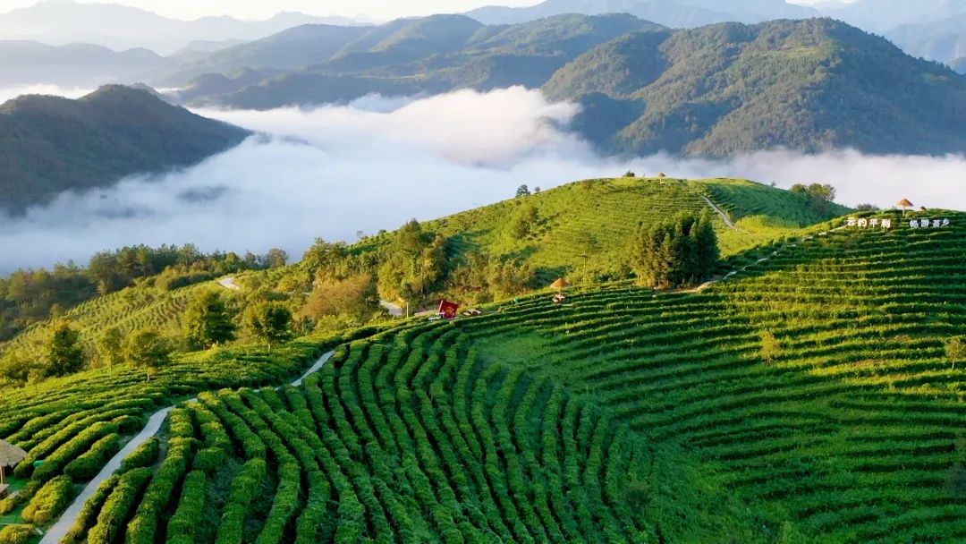 富硒茶的品牌