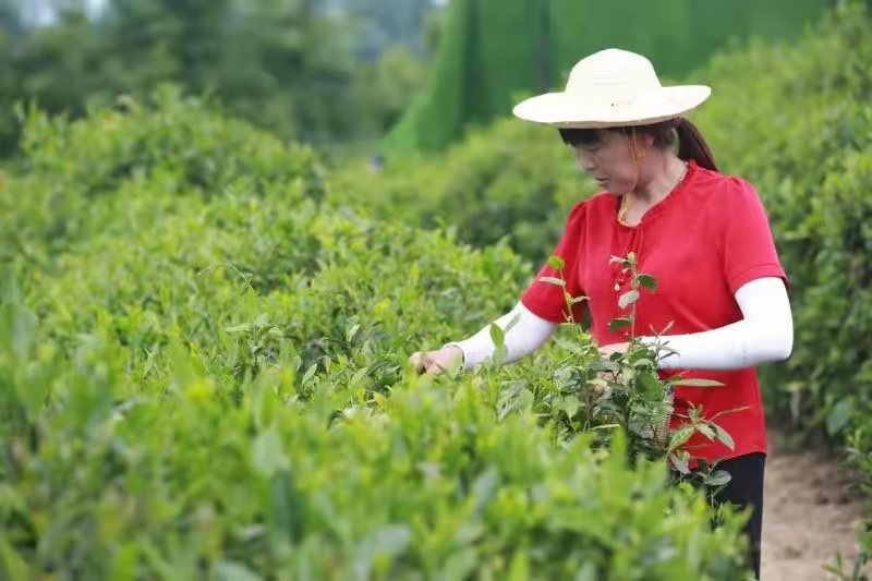 紫阳县富硒茶