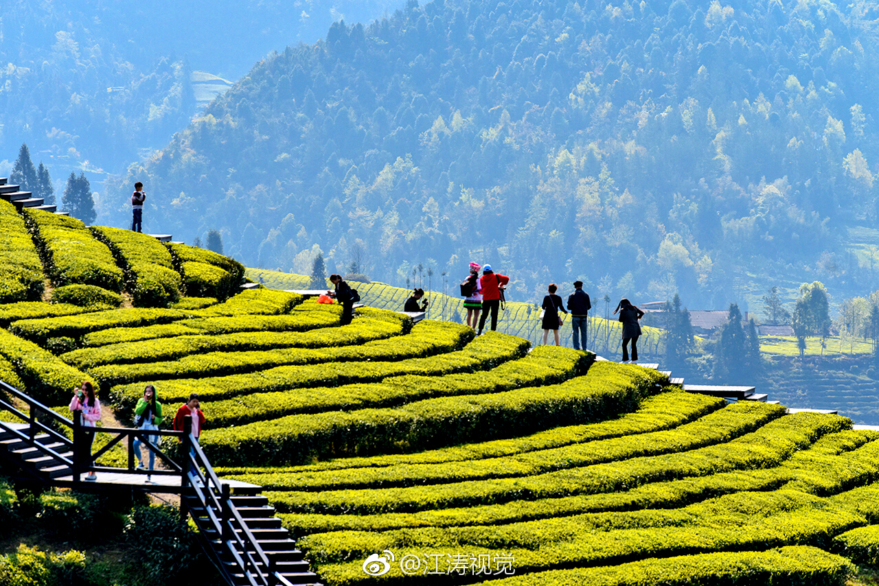 富硒贡茶价格