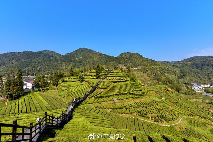 富硒贡茶价格