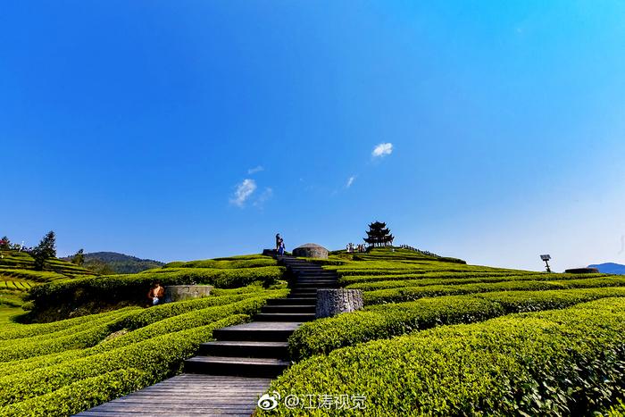 富硒贡茶价格