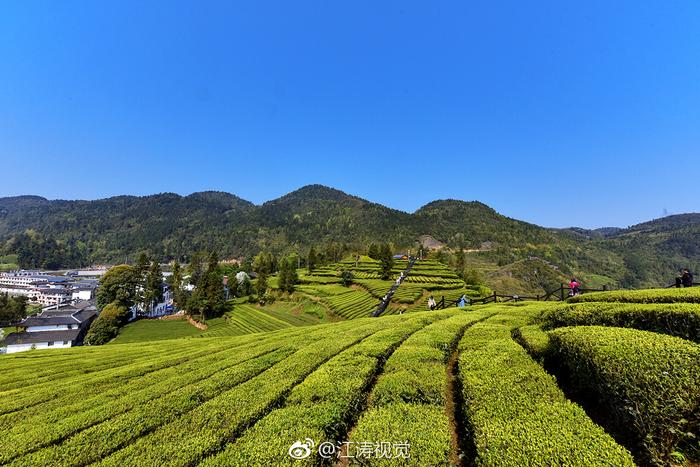 富硒贡茶价格