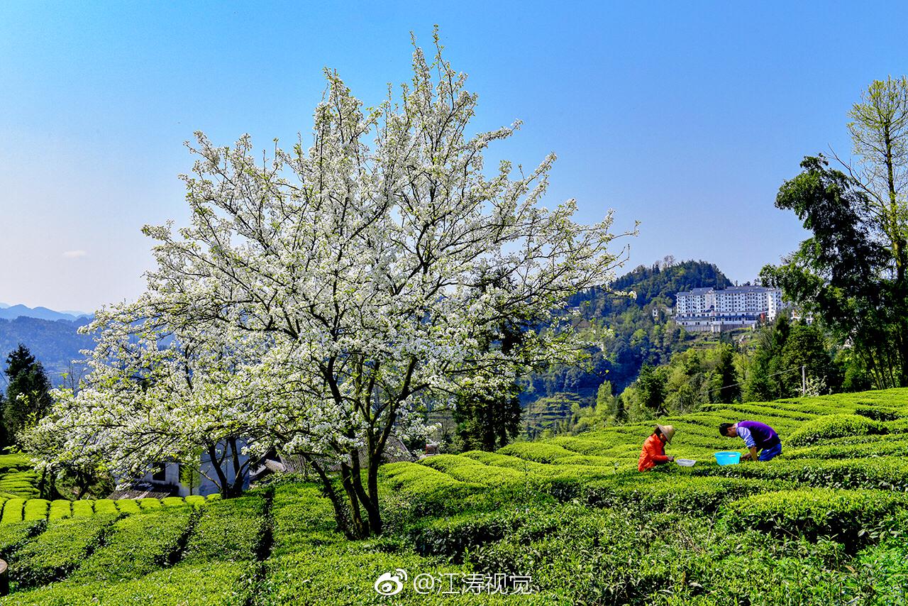 富硒贡茶价格