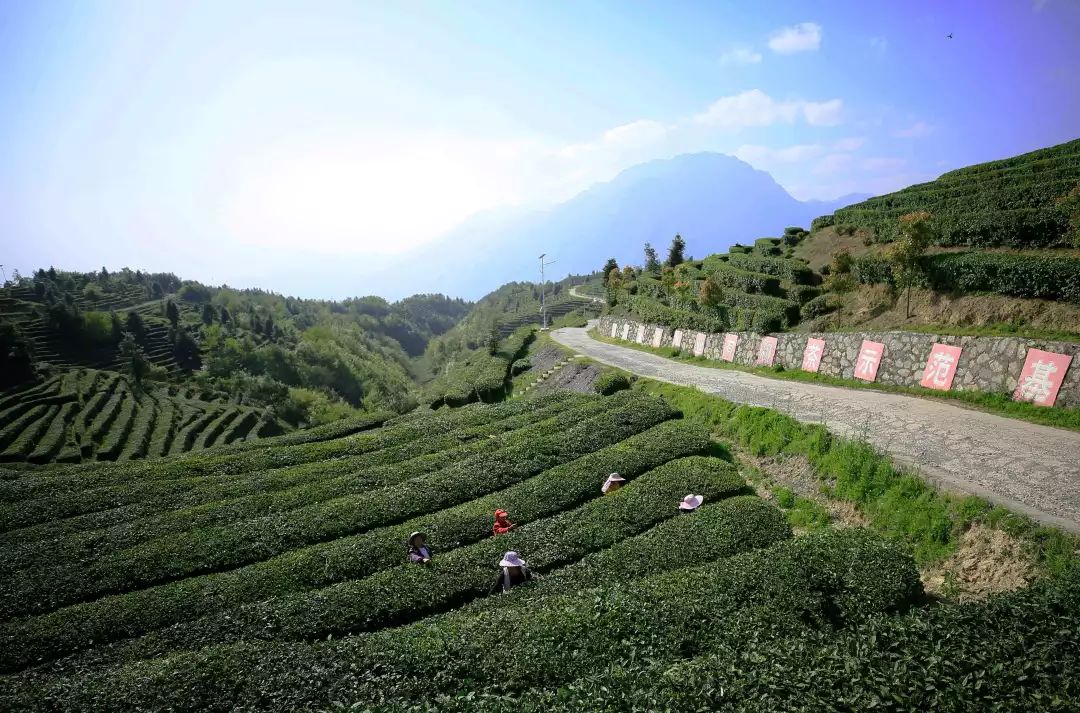 恩施富硒贡茶