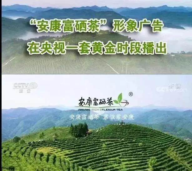 富硒茶 仙毫