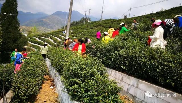 南宫山富硒茶