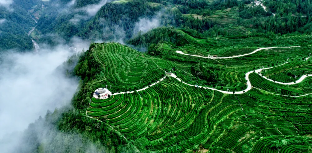 南宫山富硒茶