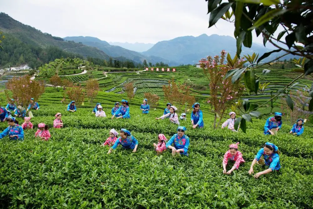 南宫山富硒茶