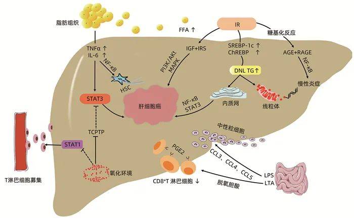 硒酵母补硒吗