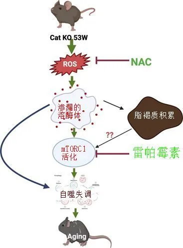 补硒食物桥本