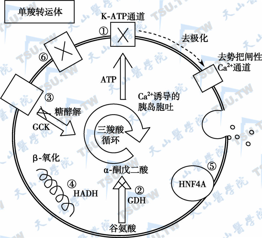 补硒血糖升高